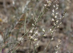Streptanthus glandulosus albidus