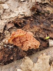 Gyromitra fastigiata