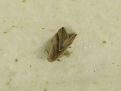 Micrathetis dasarada