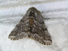 Lycia ursaria