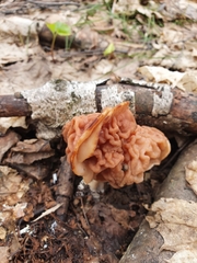 Gyromitra fastigiata