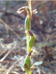 Schiedeella arizonica