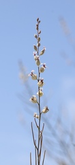 Streptanthus glandulosus albidus