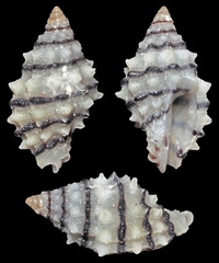 Morula albanigra