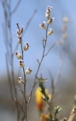Streptanthus glandulosus albidus