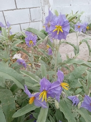 Solanum elaeagnifolium