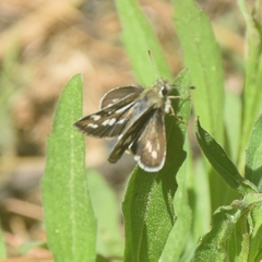 Taractrocera danna