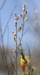 Streptanthus glandulosus albidus