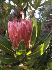 Protea compacta × susannae