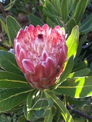 Protea compacta × susannae