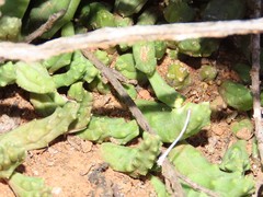 Piaranthus