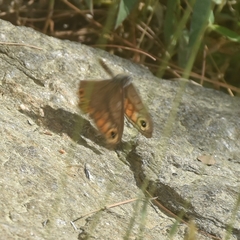 Lasiommata schakra