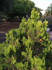 Juniperus communis kelleyi
