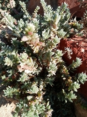 Chenolea diffusa