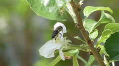 Apis mellifera