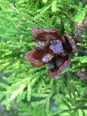 Juniperus communis kelleyi