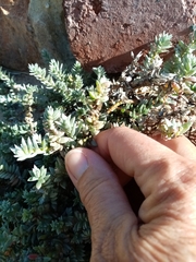 Chenolea diffusa