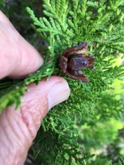 Juniperus communis kelleyi