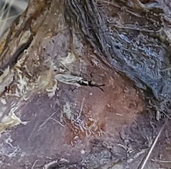 Prochyliza xanthostoma