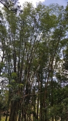 Bambusa balcooa