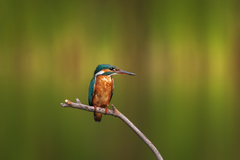 Alcedo atthis