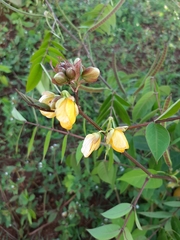 Senna spectabilis