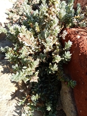 Chenolea diffusa