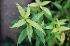 Persicaria odorata