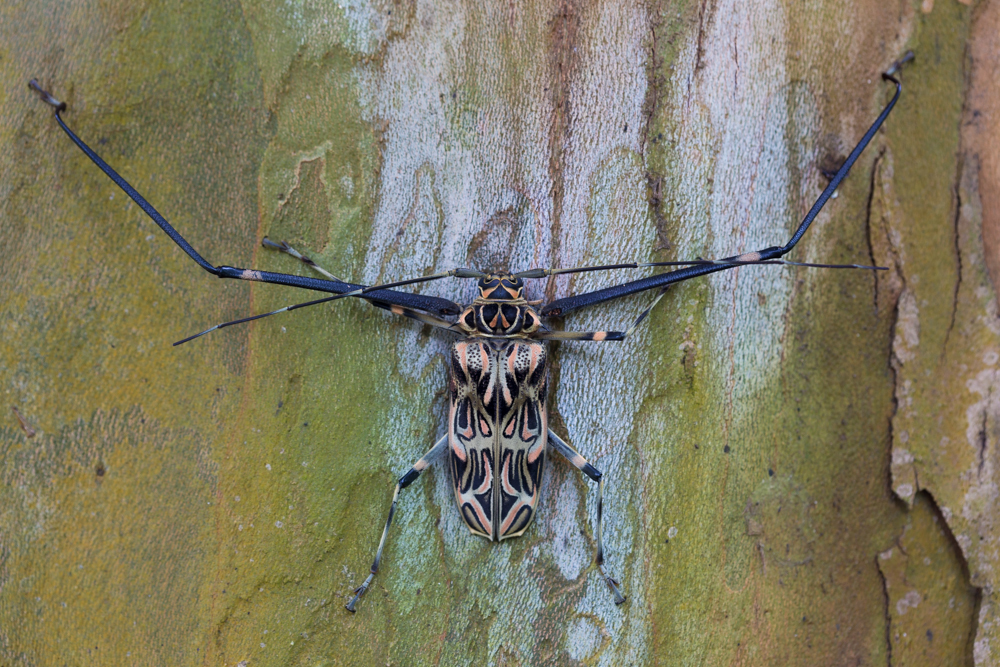 Acrocinus