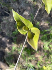 Vincetoxicum anomalum