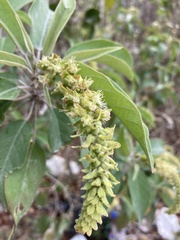 Croton glandulosepalus