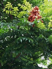 Koelreuteria bipinnata