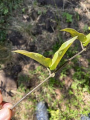 Vincetoxicum anomalum