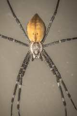 Euprosthenops australis