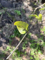 Vincetoxicum anomalum