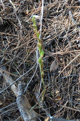 Schiedeella arizonica