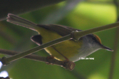 Phyllergates cucullatus