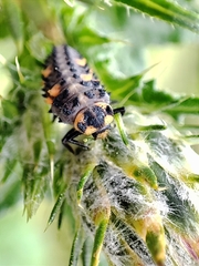 Coccinella septempunctata