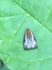 Olethreutes quadrifidum