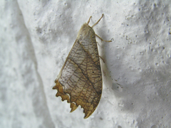 Drepana bilineata
