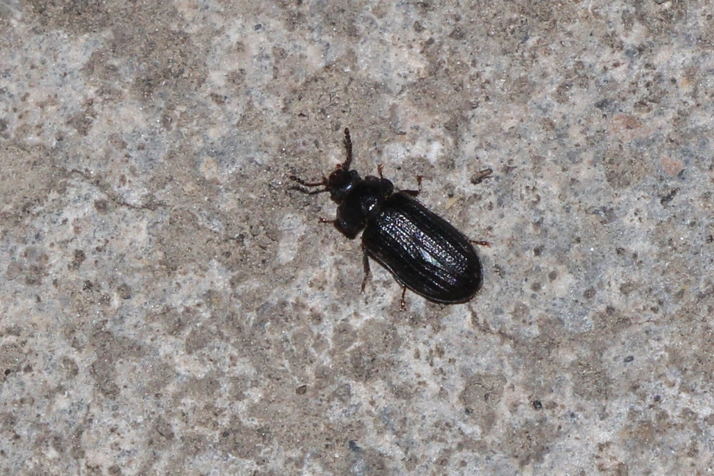 Grynocharis oblonga
