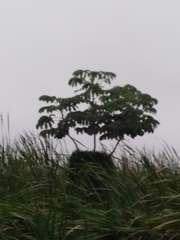 Cecropia pachystachya
