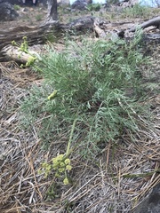 Lomatium brandegeei
