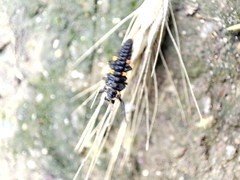 Coccinella septempunctata