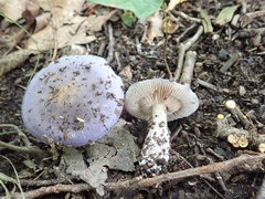 Cortinarius iodeoides