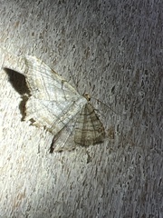 Macaria multilineata