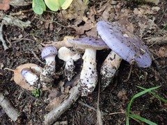 Cortinarius iodeoides