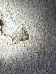 Macaria multilineata