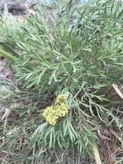 Lomatium brandegeei