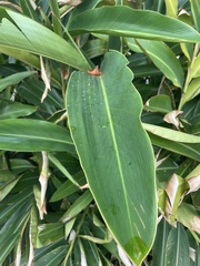 Alpinia nutans